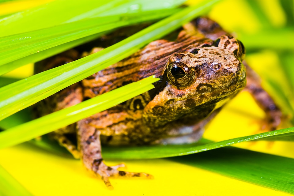 Frog amphibians animal