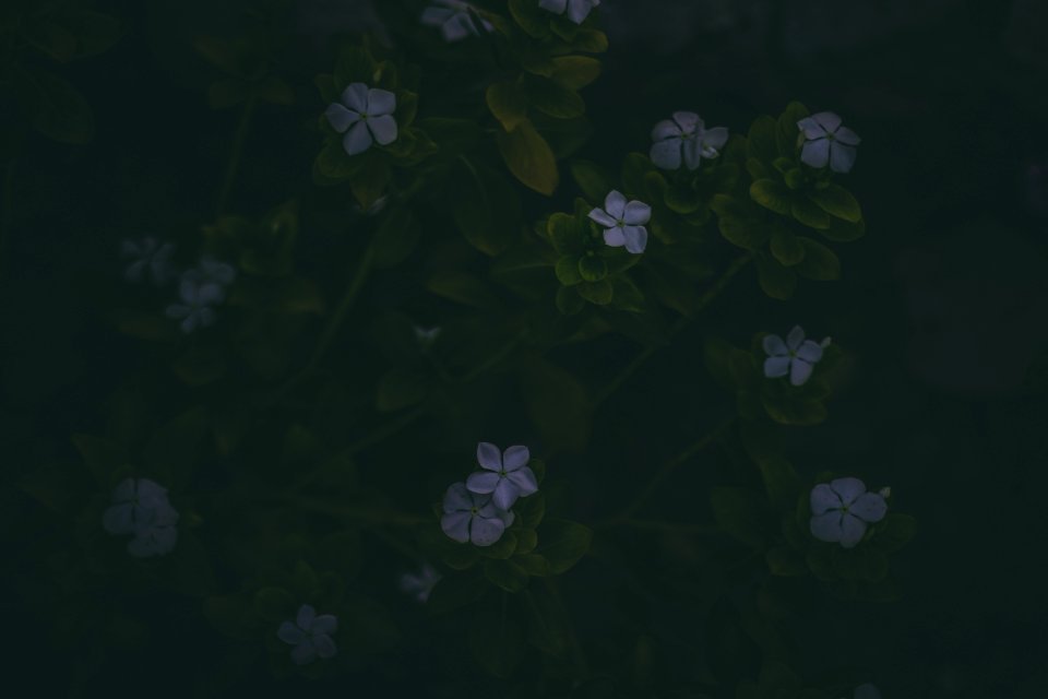 Small Purple Flowers With Green Stems