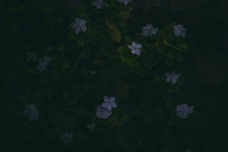Small Purple Flowers With Green Stems