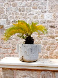 Flowerpot Plant Arecales Wall