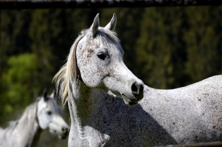 Horse Horse Like Mammal Mane Stallion photo