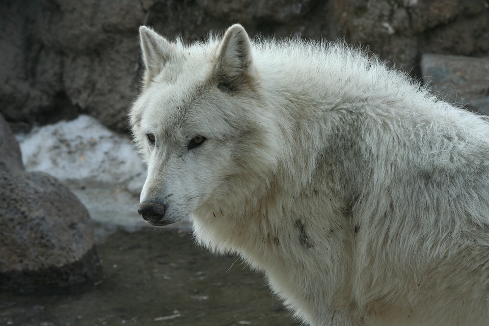 Mammal canine gray wolf