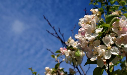 Blossom Branch Sky Spring photo
