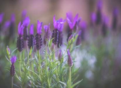 Purple Lavender Flowers In Selective Focus Photography photo
