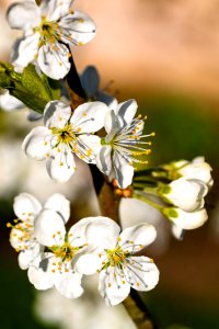 Flower Blossom White Spring photo