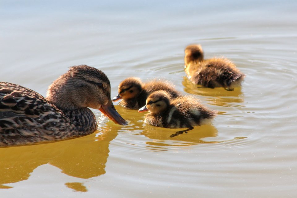 Duck Bird Fauna Ducks Geese And Swans photo