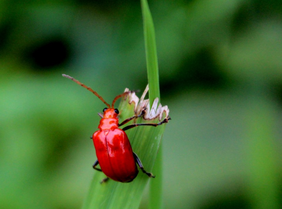 Red Beetle Perched On Green Leaf