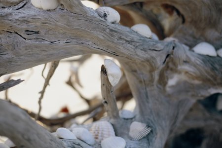 Photo Of Seashells On Driftwood