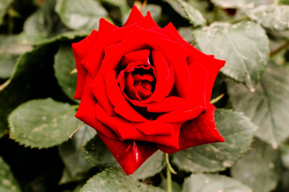 Closeup Photography Of Red Rose Flower