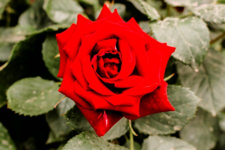 Closeup Photography Of Red Rose Flower photo