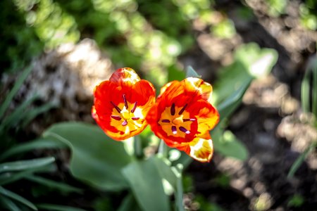 Red-and-yellow Tulips In Closeup Photo