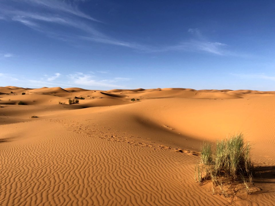 Green Grasses On Sahara Desert photo