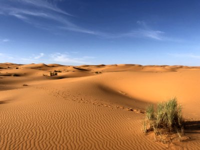 Green Grasses On Sahara Desert photo