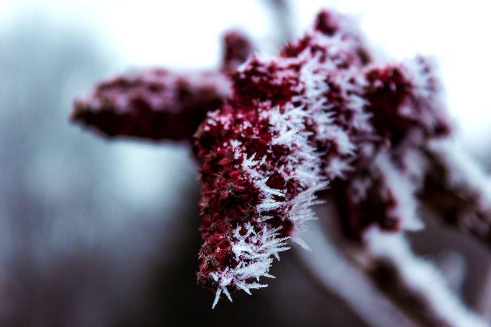 Shallow Focus Photography Of Red Plant photo