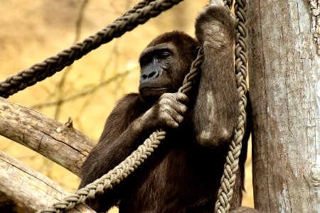 Fauna Great Ape Primate Common Chimpanzee photo