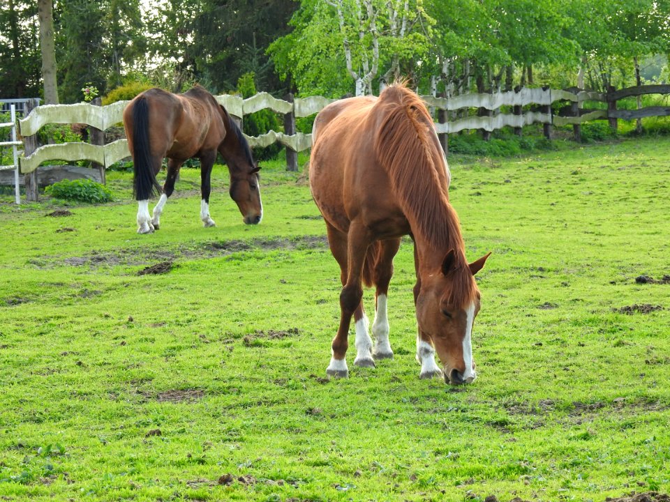 Horse Pasture Grazing Grass