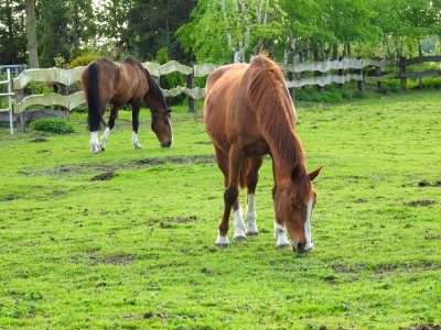 Horse Pasture Grazing Grass photo