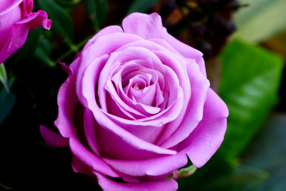Flower Rose Rose Family Pink