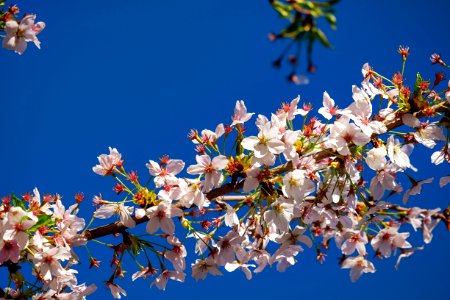 Blue Blossom Flower Sky photo