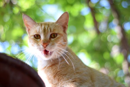 Orange Tabby Cat photo