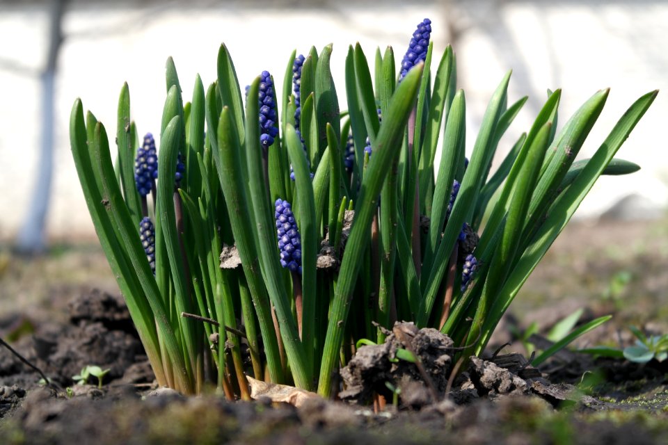 Plant Flower Grass Spring