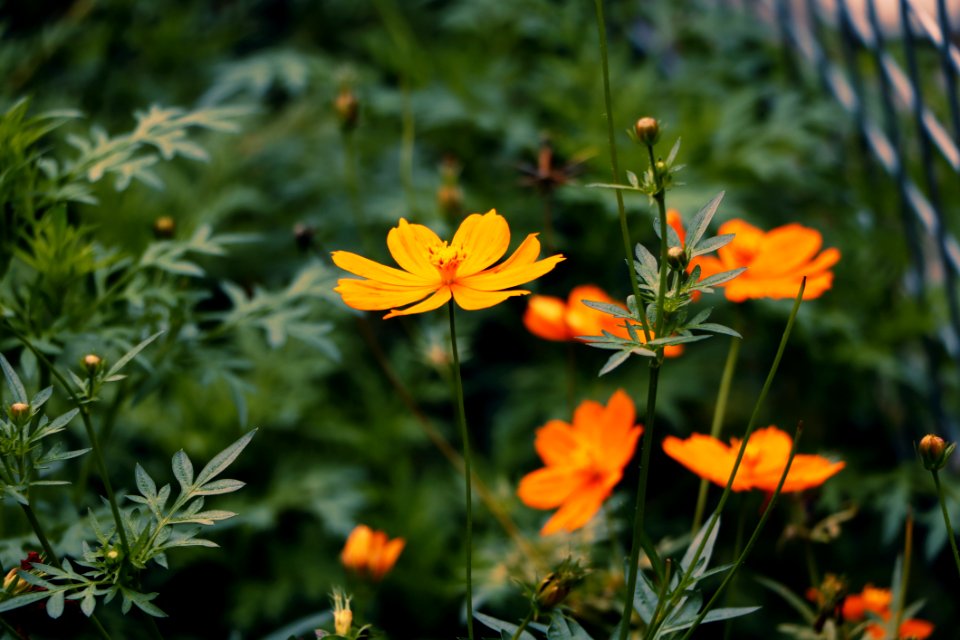 Selective Focus Photography Of Orange Sunroot Flowers