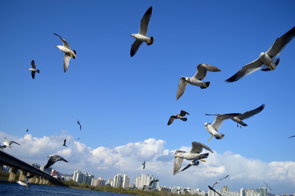 Flock Of Birds Flying