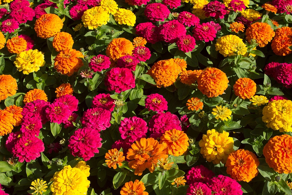 Blossom flowerbed nature