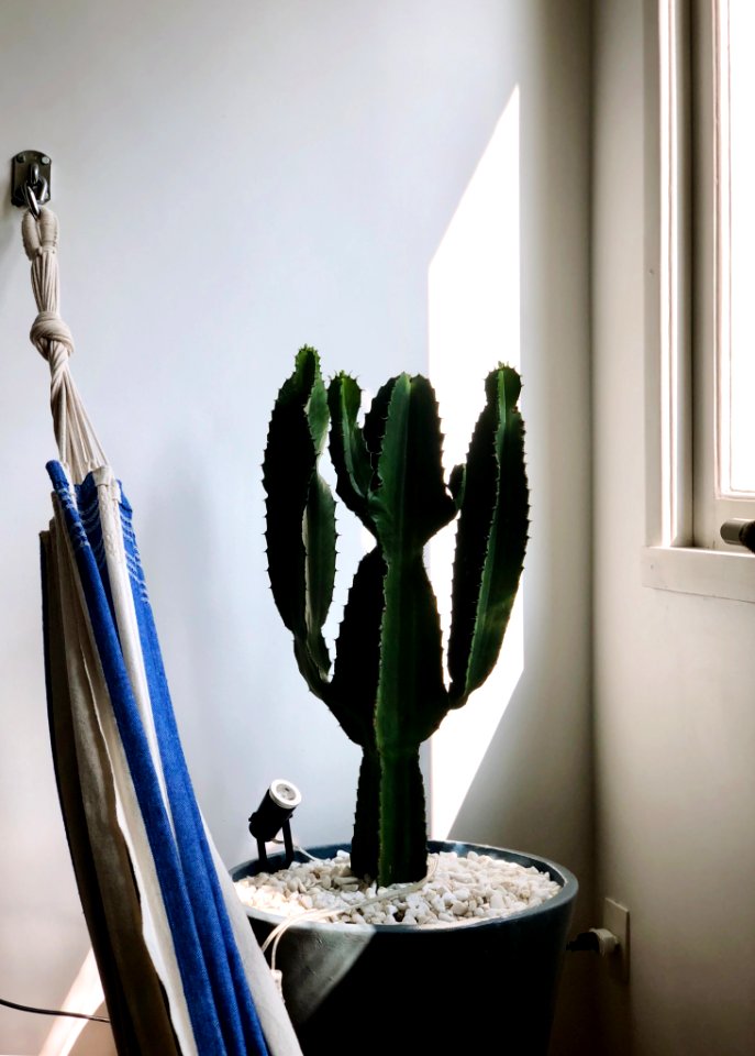 Green Cactus Plant Near Window