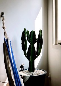 Green Cactus Plant Near Window photo