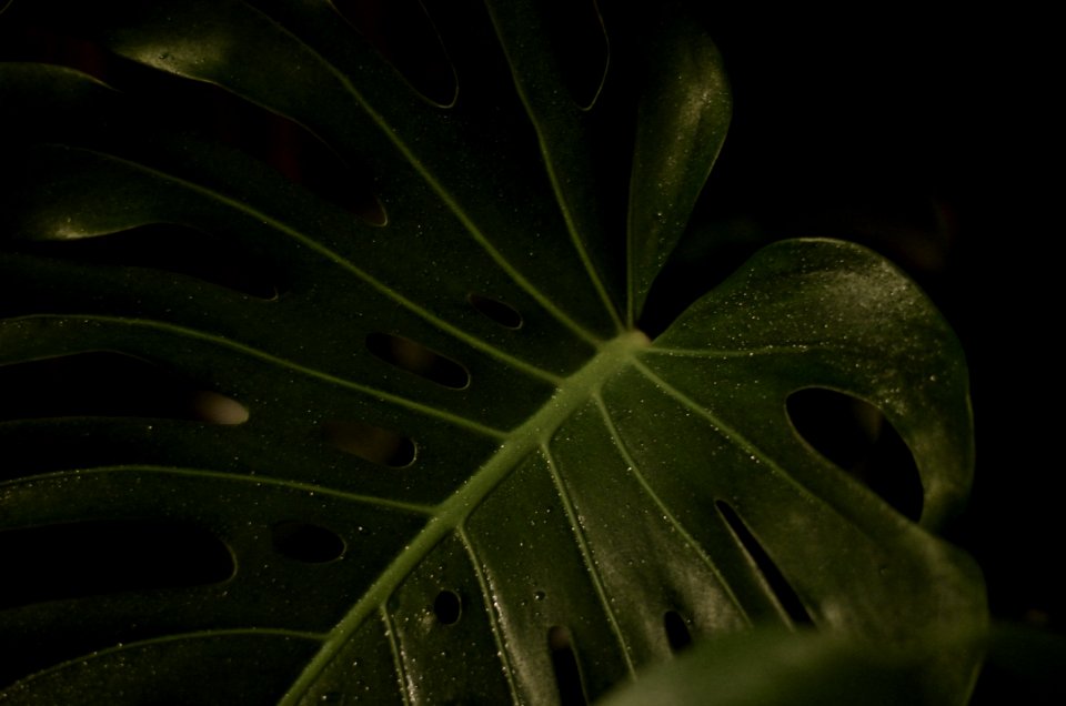 Closeup Photography Of Green Heart Cut Leaf