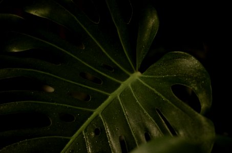 Closeup Photography Of Green Heart Cut Leaf