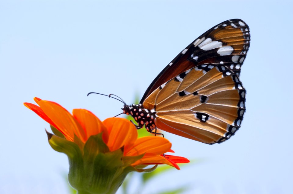 Close Up Photo Of Monarch Butterfly On Top Of Flower