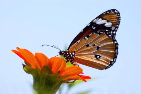 Close Up Photo Of Monarch Butterfly On Top Of Flower