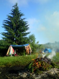 Photo Of Pine Tree Leaves Bonfire