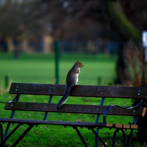 Brown Squirrel On Brown Wooden Bench