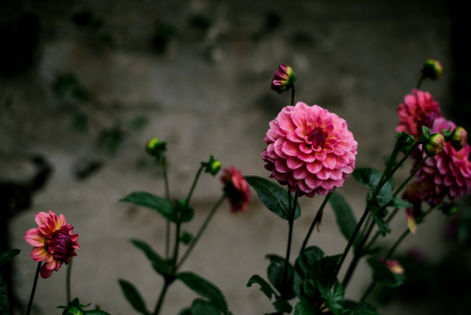 Purple Flowers
