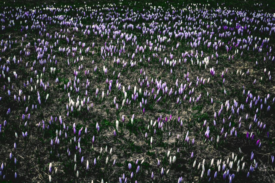 Photography Of White And Purple Flowers