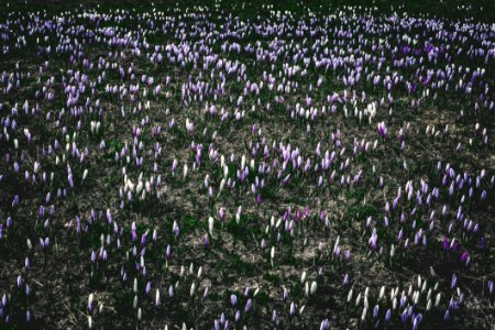 Photography Of White And Purple Flowers