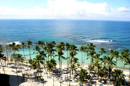 Green Palm Trees Near Body Of Water photo