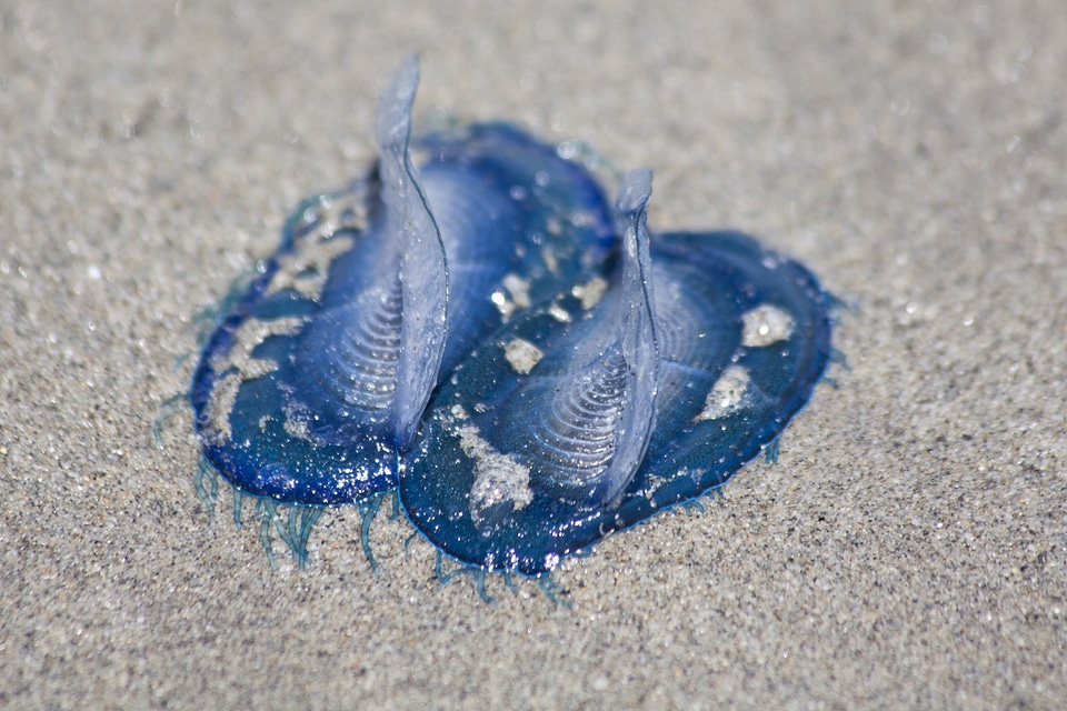 Beach sand cnidarian