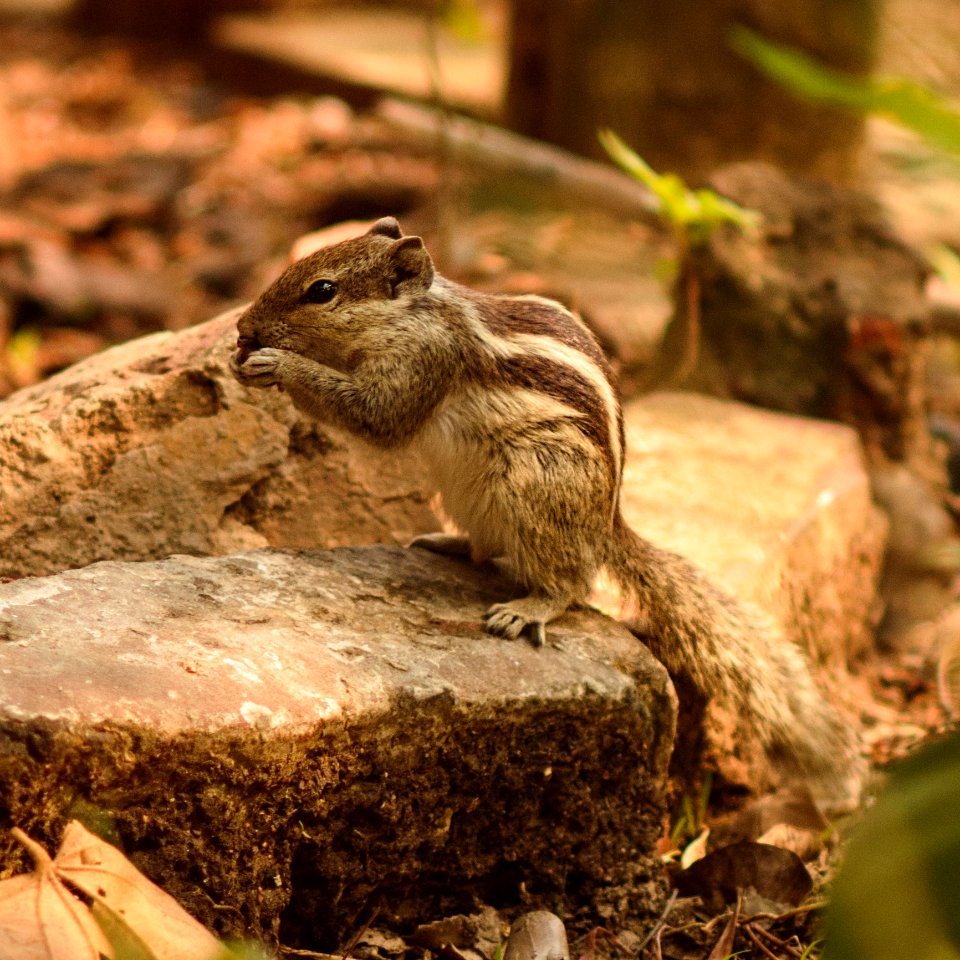 Squirrel Fauna Mammal Chipmunk