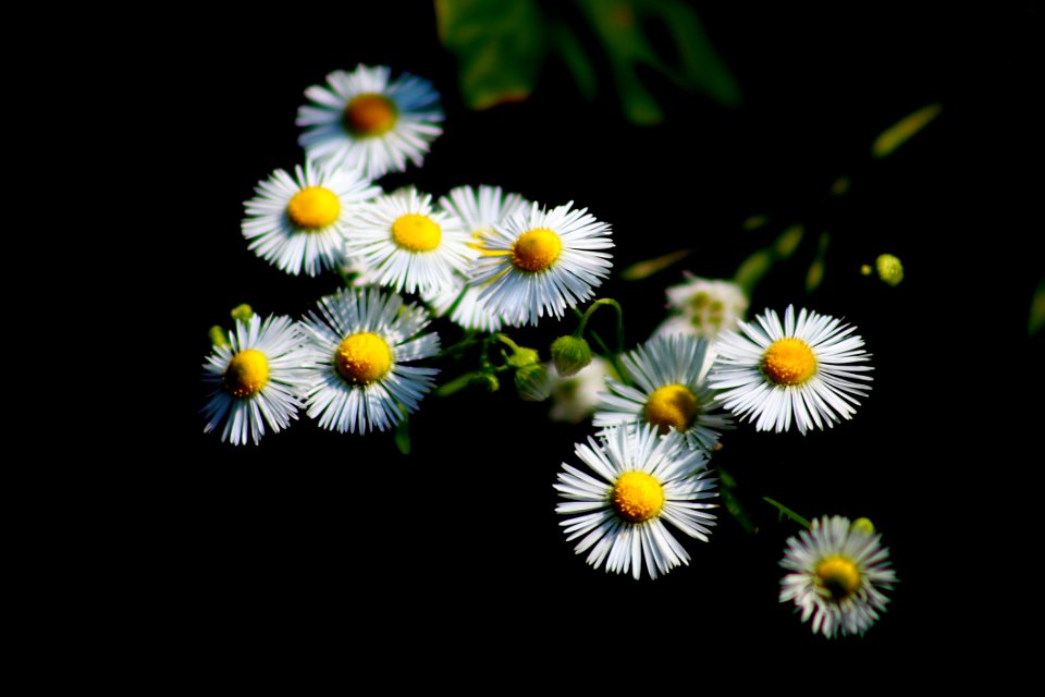 Flower Flora Aster Daisy