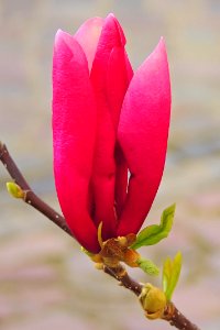 Flower Flowering Plant Plant Pink