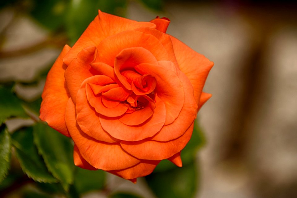Flower Rose Rose Family Floribunda