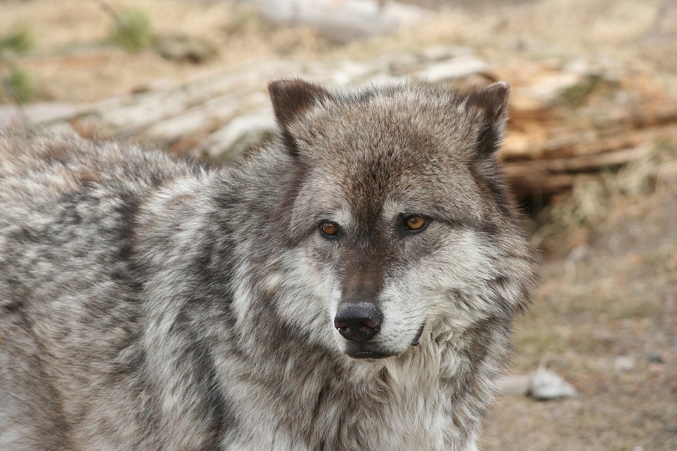 Mammal canine predator