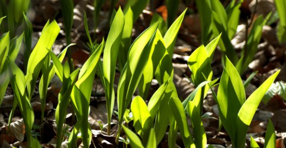 Plant Flower Grass Flora