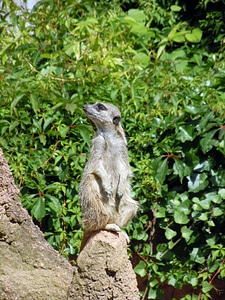 Meerkat animal guard