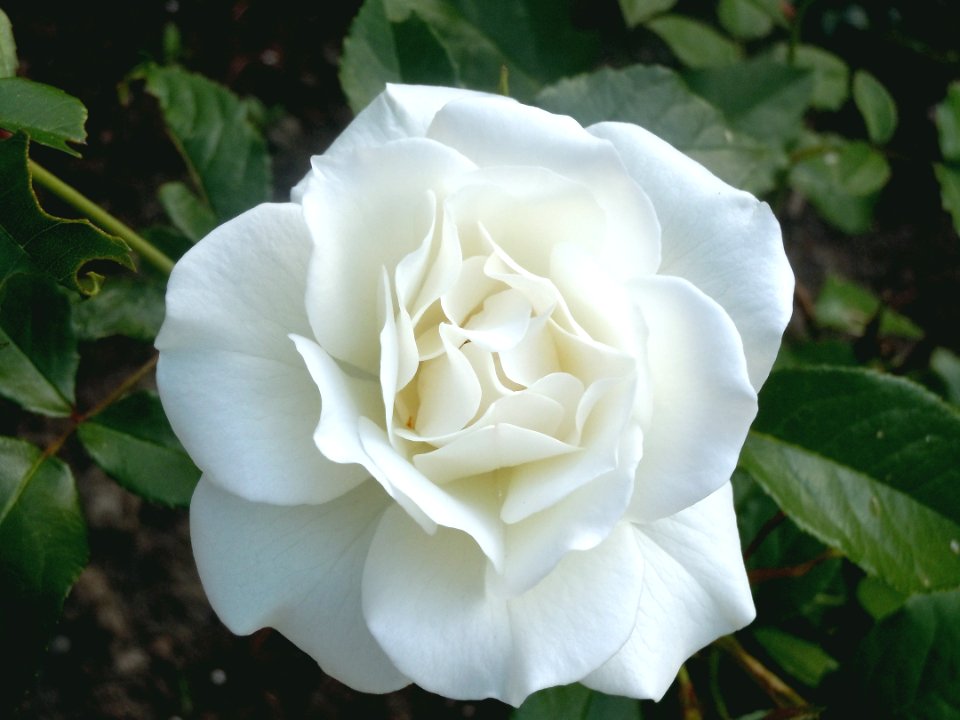 Flower Rose Plant White photo