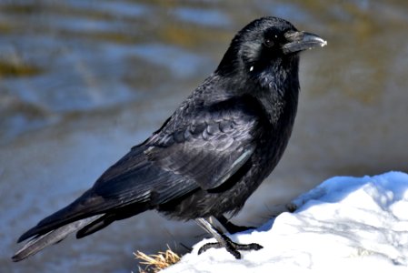 Bird American Crow Crow Like Bird Fauna photo